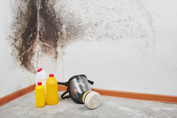 Best Mold Remediation for Specific Building Types in Greenville, VA