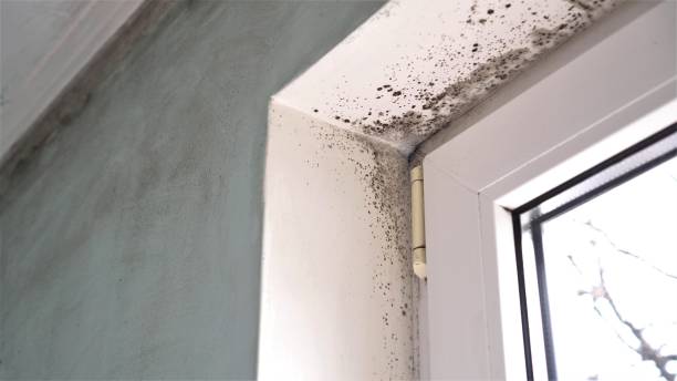 Best Mold Testing and Inspection Services in Greenville, VA
