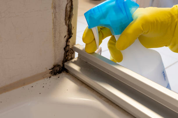  Greenville, VA Mold Removal Pros