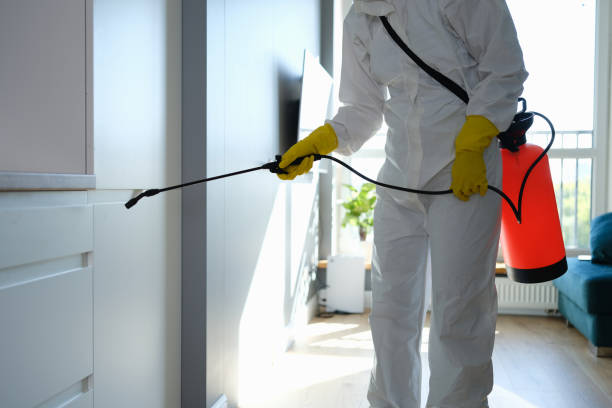 Best White Mold Remediation in Greenville, VA