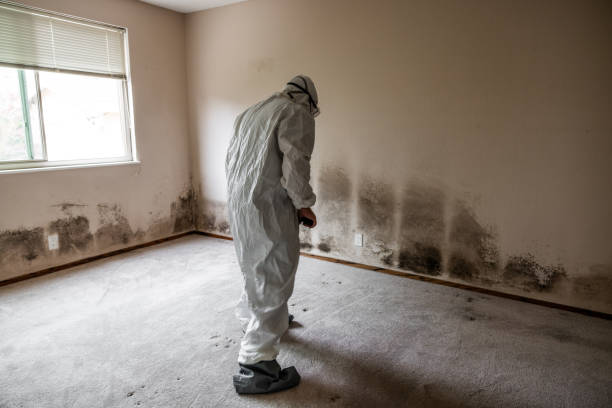 Best Localized Mold Remediation (e.g., coastal areas, humid climates) in Greenville, VA