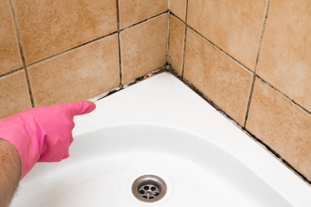 Best Residential Mold Remediation in Greenville, VA