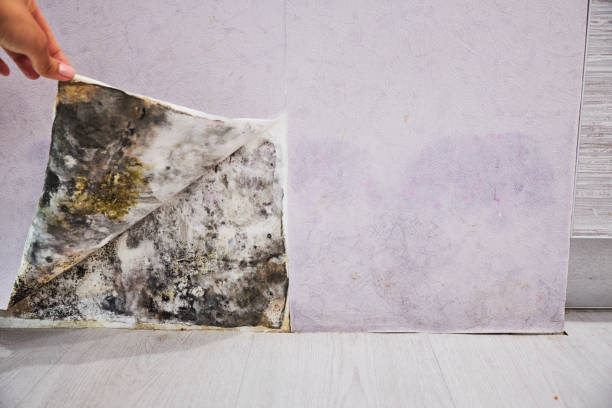 Best Preventive Mold Services in Greenville, VA
